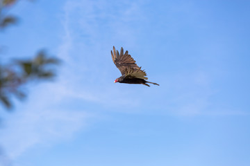 Vulture in Search of food