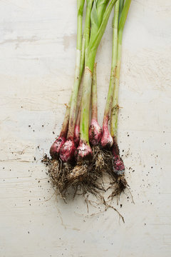 Bunch of fresh garlics