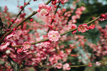 Flowers in spring series: plum blossoming in spring, it is the only remaining last winter flower, is the earliest blooming flower in spring. It shows struggle and pride.
