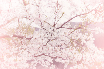 soft blooming cherry bloosom