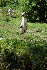 Cigogne