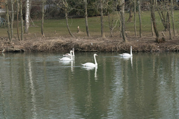 white swan in nature