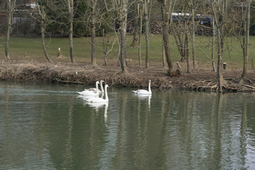 white swan in nature