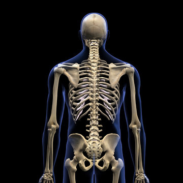 Human Skeleton, Posterior View on Black Background