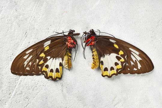Exotic Butterfly Specimen