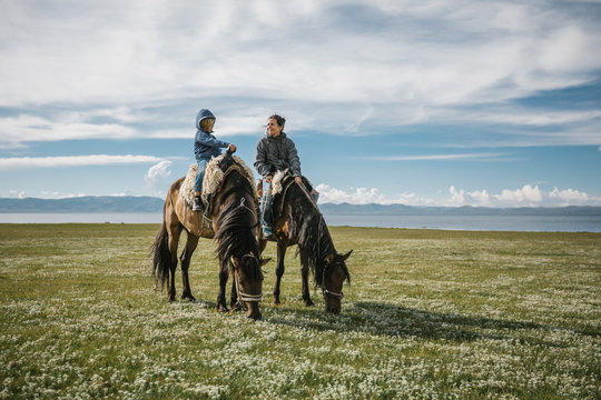 two grazing horses on a edelweiss field with mother and son on t
