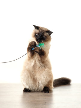 Balinese Cat Playing With Toy On White Background