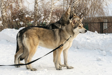 Beautiful male and female of Saarloos wolfhound in winter park