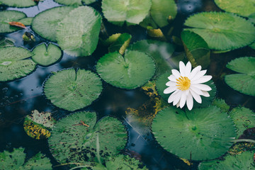 fresh beautiful white water lily in a pond. nature concept