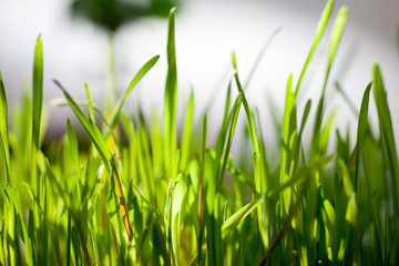 Spring fresh green grass close-up only grown after winter in early spring