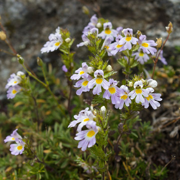 Alpine wild flower, Euphrasia Alpina (Eyebright) at 2600 meters of altitude. Aosta valley, Italy. Eyebright is used in treating eye infections.