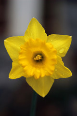 Fototapeta premium Spring Daffodil