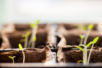 seedlings in pots first early spring shoots of tomatoes in peat pots of a greenhouse outside the window