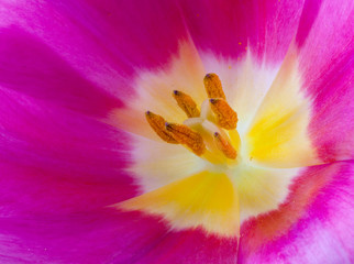 Fototapeta na wymiar Pink flower closeup
