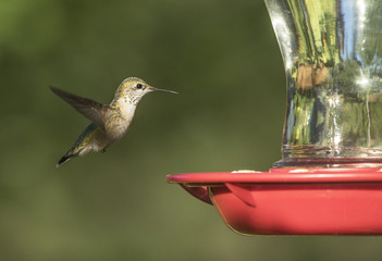 Anna's Hummingbird at Feeder
