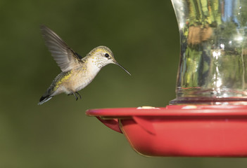 Anna's Hummingbird at Feeder