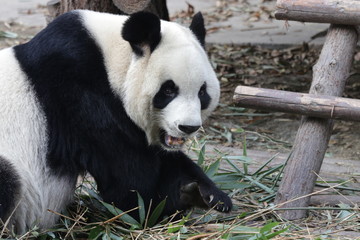 Obraz na płótnie Canvas Handsome Giant Panda in Chengdu, China