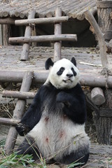 Obraz premium Giant Panda is Eating Bamboo Leaves, China