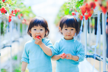 子供とイチゴ狩り