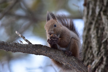樹上で胡桃を食べるエゾリス