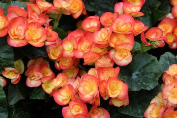 ORANGE RIEGER BEGONIAS