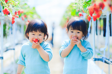 子供とイチゴ狩り