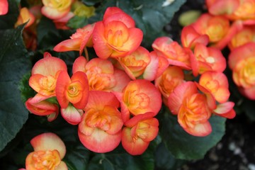 ORANGE RIEGER BEGONIAS