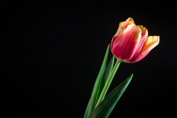 Yellow red tulips bouquet on black baclground