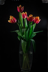 Yellow red tulips bouquet on black baclground