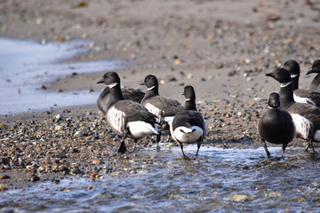河口に集まったコクガンの後姿