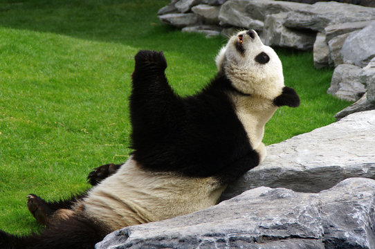 Panda bear