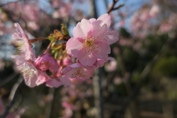 河津桜
