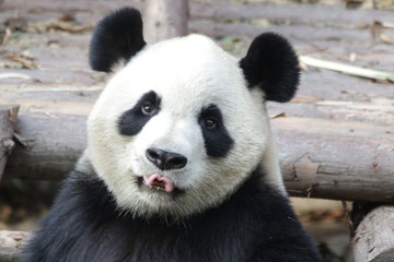 Closed-up Giant Panda's Face in Chengdu Panda Base, China