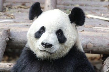 Closed-up Giant Panda's Face in Chengdu Panda Base, China