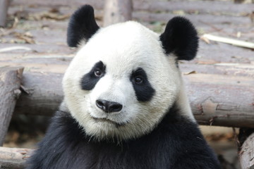 Obraz premium Zamknięta twarz wielkiej pandy w bazie Chengdu Panda w Chinach