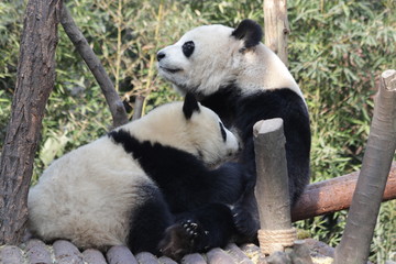Obraz na płótnie Canvas Mother Panda Is Nursing her Cub