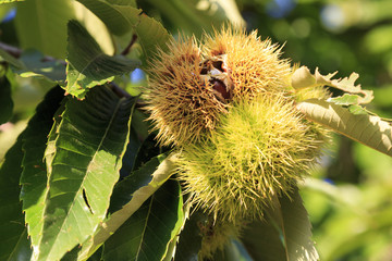 Chestnut in Spain