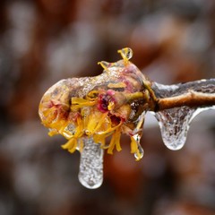 Frozen bloom