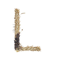 letter L of dried sorghum spikelets, blade of grass and corn inflorescences, isolate on white background