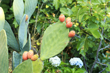 Prickly pear in Spain