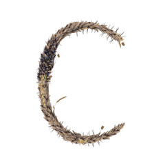 letter C of dried sorghum spikelets, blade of grass and corn inflorescences, isolate on white background