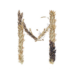 letter M of dried sorghum spikelets, blade of grass and corn inflorescences, isolate on white background