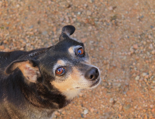 Cão vira-lata (sem raça definida) olhos castanhos