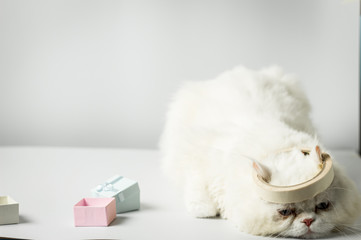 White persian cat with wool that frown and gift box on white background.