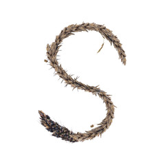 Fototapeta premium letter S of dried sorghum spikelets, blade of grass and corn inflorescences, isolate on white background