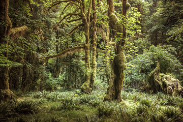 Hoh Rain Forest, Olympic National Park, Washington, USA