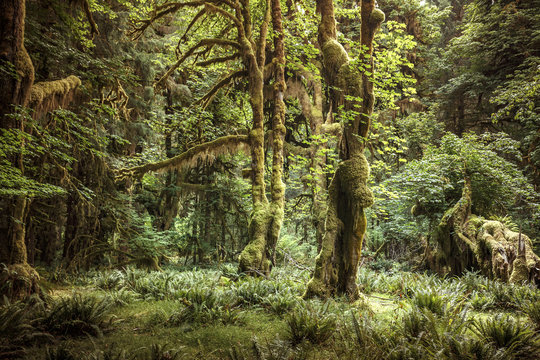 Hoh Rain Forest, Olympic National Park, Washington, USA © sunsinger