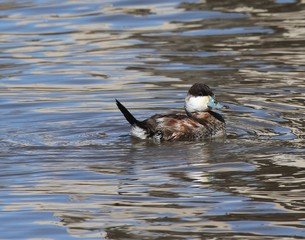 Day of Ruddy Ducks 2