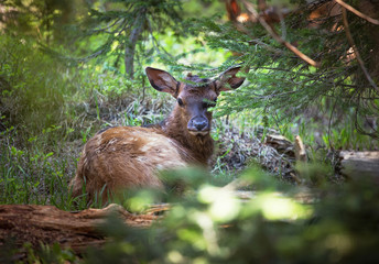 A Deer in the Rocky Mountain National Park, Estes Park, Colorado‎