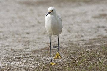 Snowy Egret